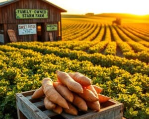 Wie beliebt sind Süßkartoffeln in den USA?
