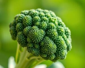 Wie gesund ist Brokkoli für das Immunsystem