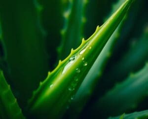 Wie wirkt Aloe Vera bei Glatzenpflege?